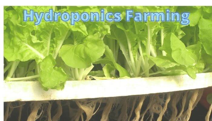 Read more about the article Hydroponic Farming business soilless farming