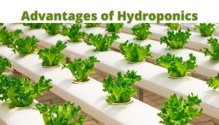 advantages-of-hydroponics-farming-business